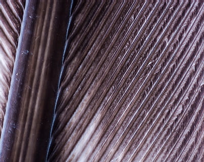 Curcan, pană, primăvară, pasăre, pene de curcan, pasăre de pene, macro, fotografie stack, fundaluri, a închide, model, texturată, natură, industrie, cadru complet, nici o persoana, modelul natural, textil, maro, în interior, animal, zi, extreme close-up, frumusețe în natură, animale tematice, lucios, moliciune, 2K, CC0, domeniu public, fără drepturi de autor