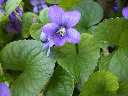 violetas, flores, tolet, natureza, Primavera, plantar, flora, crescimento, flor, roxa, cor verde, parte da planta, folha, beleza na natureza, planta com flores, frescura, fragilidade, vulnerabilidade, fechar-se, pétala, inflorescência, dia, cabeça de flor, ninguém, botânica, 4K, CC0, domínio público, royalty free