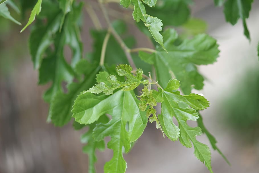 Blatt, Blätter, Frühlingsgrün, Natur, Frühling, Grün, Umgebung, Sommer-, grüne Blätter, grünes Blatt, frisch, Frische, Pflanze, Wachstum, grüne Farbe, keine Leute, Pflanzenteil, Lebensmittel, Essen und Trinken, Nahansicht, Kraut, Schönheit in der Natur, selektiver Fokus, Tag, draußen, Gesundheitswesen und Medizin, Baum, Medizin, gesundes Essen, 4K