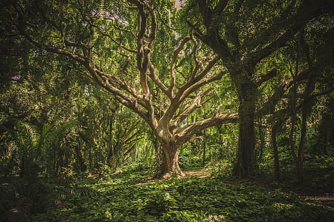 brown, green, tree, tangle, wild, forest, nature, environment, plant, land, tree trunk, growth, trunk, tranquility, green color, beauty in nature, day, no people, tranquil scene, branch, woodland, scenics - nature, non-urban scene, lush foliage, outdoors, rainforest, tree canopy, 5K, CC0, public domain, royalty free