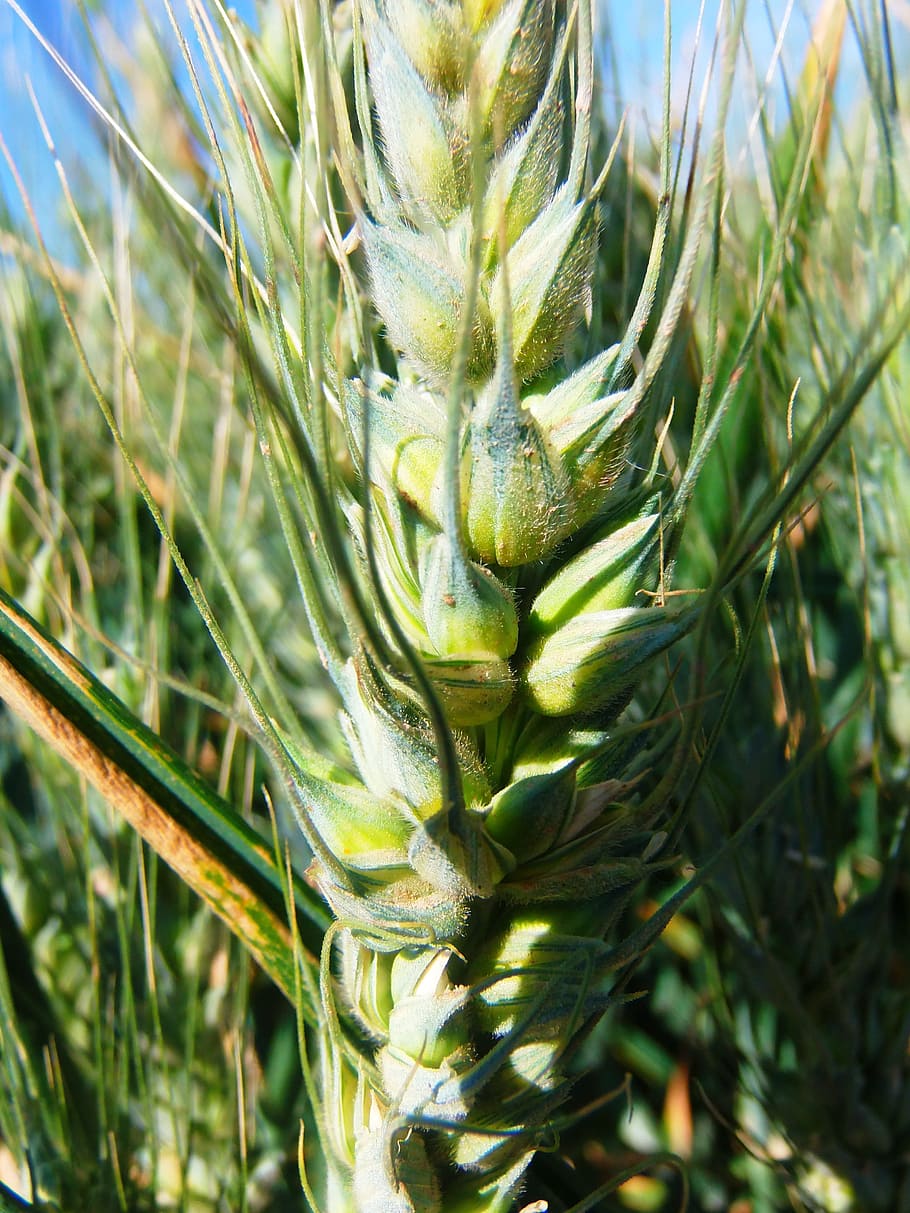campo, Grano, agricoltura, colore verde, crescita, verdura, raccolto, avvicinamento, pianta, giorno, natura, nessuno, all'aperto, concentrarsi sulle conoscenze acquisite, animale, parte vegetale, temi animali, luce del sole, foglia, fauna selvatica, bellezza nella natura, animali allo stato selvatico, un animale, terra, 4K