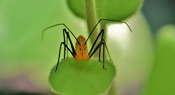 Nimfa zabójcy, pluskwa, nimfa, owad, polowanie, ścieśniać, makro, czekam, zasadzka, pułapka, odchodzi, Natura, kreatura, zwierzę, fauna, dzikiej przyrody, entomologia, stawonogi, tematy zwierzęce, jedno zwierzę, bezkręgowy, zwierzęca przyroda, zielony kolor, zwierzęta na wolności, zbliżenie, liść, część ciała zwierzęcia, część rośliny, żadnych ludzi, roślina, selektywne skupienie, zoologia, dzień, skupić się na pierwszym planie, antena dla zwierząt, na dworze, noga zwierzęcia, oko zwierzęcia, 2K, CC0, domena publiczna, darmowe zdjęcia