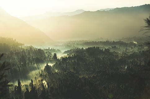 antenne, foto, oerwoud, natuur, landschap, berg-, wolken, hemel, zon, bomen, Bos, bossen, zomer, groen, mist, kalmte, schoonheid in de natuur, rustige scène, Vakantiebestemmingen, boom, geen mensen, vaag, scenics - natuur, fabriek, milieu, niet-stedelijke scène, bergketen, dag, groei, idyllisch, buitenshuis, 4K, CC0, publiek domein, royaltyvrij