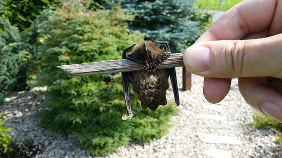 Fledermaus, Tiere, Dracula, Vampire, Fledermäuse, menschliche Hand, menschliches Körperteil, eine Person, halten, Tag, draußen, Hand, Fokus auf den Vordergrund, Natur, Nahansicht, ein Tier, Finger, menschlicher Finger, echte Menschen, Körperteil, Tierwelt, Pflanze, Tiere in freier Wildbahn, 2K, CC0, gemeinfrei, lizenzfrei
