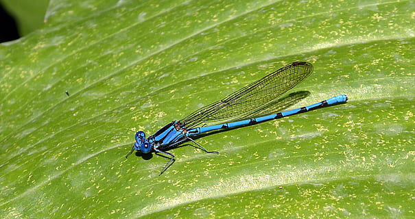 ważka, owad, makro, niebieski, odonata, zwierzę, bezkręgowy, tematy zwierzęce, zielony kolor, część rośliny, zwierzęca przyroda, skrzydło zwierzęce, liść, jedno zwierzę, zwierzęta na wolności, zbliżenie, damselfly, Natura, dzień, roślina, mokro, żadnych ludzi, na dworze, woda, oko zwierzęcia, 2K, CC0, domena publiczna, darmowe zdjęcia