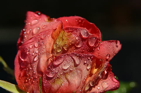 Rosa, gotas de rocío, luz del sol, frescura, flor, soltar, de cerca, planta floreciendo, mojado, pétalo, planta, inflorescencia, agua, belleza en la naturaleza, cabeza de flor, fragilidad, vulnerabilidad, fondo negro, nadie, flor rosa, Rocío, lluvia, gota de agua, 1080P, CC0, dominio público, libre de derechos