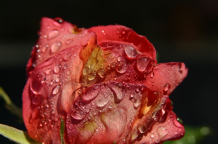 Rose, dug dråber, sollys, friskhed, blomst, dråbe, tæt på, blomstrende plante, våd, kronblad, plante, blomsterstand, vand, skønhed i naturen, blomsterhoved, skrøbelighed, sårbarhed, sort baggrund, ingen mennesker, rosenblomst, dug, regn, regndråbe, 1080P