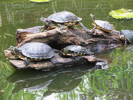 fem, skildpadder, drivtømmer, skildpadde, florida skildpadde, akvatiske, malaria, trachemys scripta elegans, vildt dyr, natur, vanddyr, dyreliv, krybdyr, dyr, dyr i naturen, dyre temaer, vand, sø, hvirveldyr, skal, gruppe af dyr, dyreskal, ingen mennesker, dag, padde, havnefronten, udendørs, skildpadde skal, marine, 4K, CC0, offentligt domæne, royaltyfrie