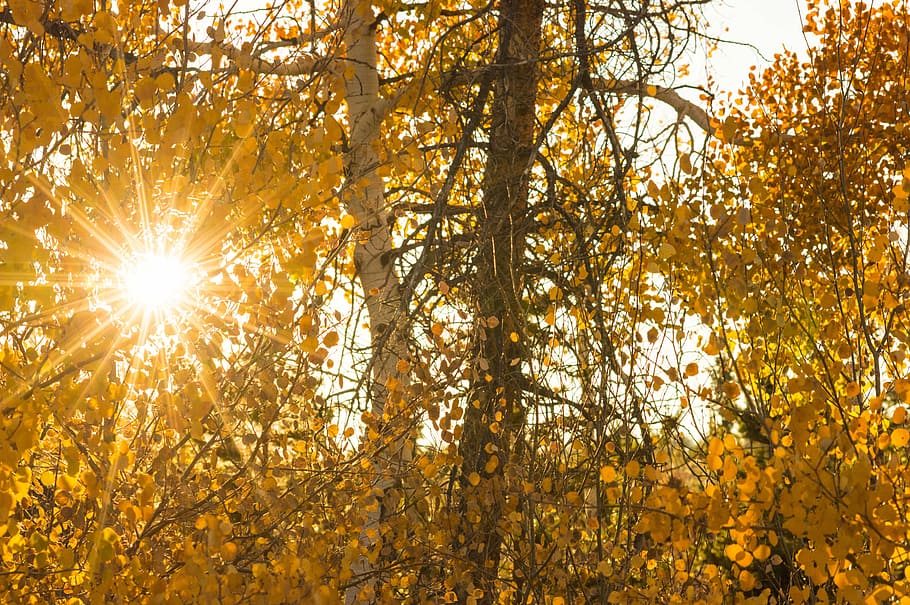 sol, efterår, natur, lys, løv, gul, landskab, solrig, sæson, Skov, træer, udendørs, stråler, farverig, sollys, naturskøn, efterårsfarver, naturlig, Solstraaler, solstråler, skovlandskab, solskin, scene, solnedgang, falde blade, miljø, gylden, bjælker, træ, guldfarvet, skønhed i naturen, plante, solstråle, himmel, linseflare, ro, vækst, blad, jord, plante del, ingen mennesker, lave om, baggrundsbelyst, lyse, streaming, 5K