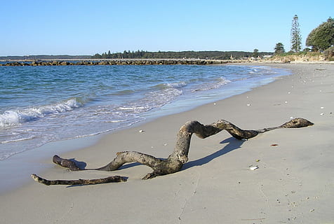 drivtømmer, log, strand, ocean, kyst, sand, fare, ingen mennesker, dag, udendørs, vand, natur, jord, hav, krybdyr, himmel, træ, skyfri himmel, sollys, ro, dyr, scenics - natur, skønhed i naturen, leguan, 1080P, CC0, offentligt domæne, royaltyfrie