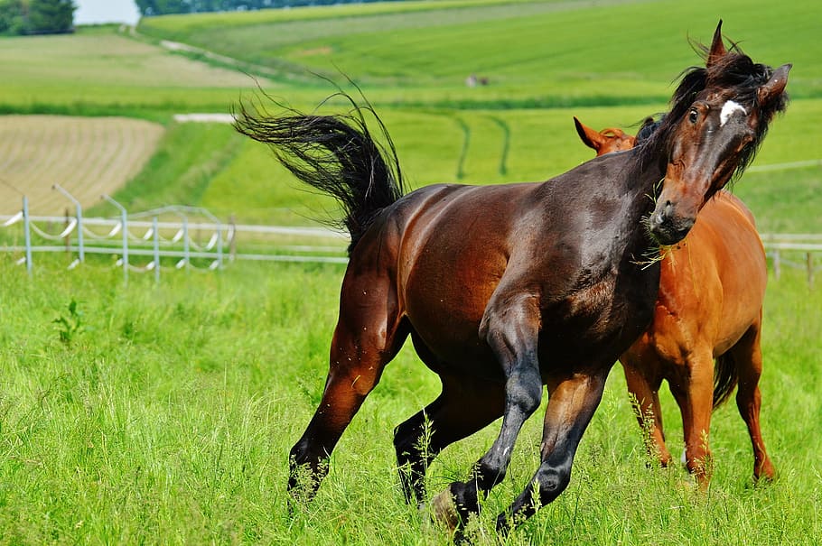 cai, pentru doi, cuplare, armăsar, mânca, padoc, maro, luncă, păşune, paşte, natură, iarbă, verde, Joaca, zburda, mamifer, animale domestice, animal, animale tematice, intern, plantă, animale de companie, șeptel, camp, Culoarea verde, cal, teren, animale vertebrate, agricultură, peisaj, nici o persoana, zi, un animal, în aer liber, erbivor, 1080P