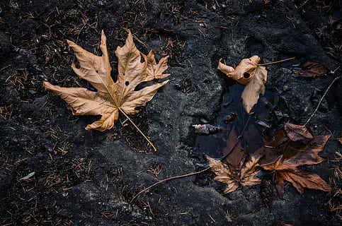arțar, maro, natural, frunze, parte a plantelor, uscat, toamnă, Schimbare, natură, nici o persoana, cădere, a închide, plantă, vulnerabilitate, direct deasupra, fragilitate, vedere în unghi mare, în aer liber, vena frunzelor, zi, frunză de arțar, stick - parte a plantelor, starea naturala, cădea, 4K, CC0, domeniu public, fără drepturi de autor