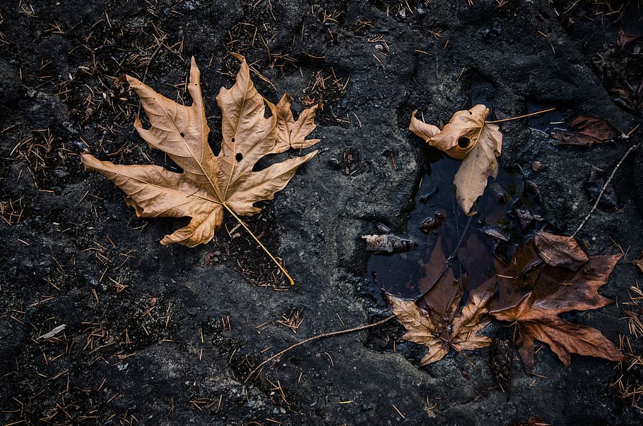 arțar, maro, natural, frunze, parte a plantelor, uscat, toamnă, Schimbare, natură, nici o persoana, cădere, a închide, plantă, vulnerabilitate, direct deasupra, fragilitate, vedere în unghi mare, în aer liber, vena frunzelor, zi, frunză de arțar, stick - parte a plantelor, starea naturala, cădea, 4K