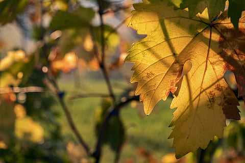 full, cargol, vinya, campanya, tardor, groc, vinyes, naturalesa, part de la planta, planta, creixement, primer pla, bellesa a la natura, canvi, arbre, cap gent, centrar-se en primer pla, dia, vena de la fulla, llum solar, a l'aire lliure, color verd, fulla d'auró, tranquil·litat, fulles, condició natural, 5K, CC0, domini públic, lliure de regalies