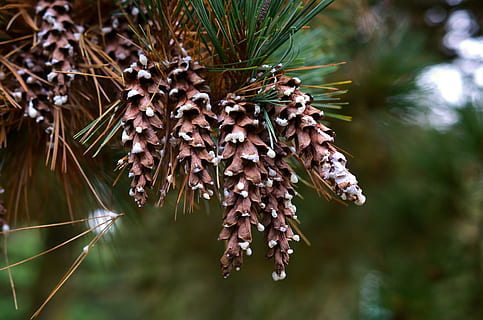 fyrretræ, pinjekegler, hanen, træ, grannåle, vægt, nåletræ, fyrgren, plante, fokus på forgrunden, tæt på, skønhed i naturen, vækst, natur, dag, ingen mennesker, ro, udendørs, vand, jord, skrøbelighed, tør, selektiv fokusering, sårbarhed, grøn farve, visnet plante, nål - plante del, 4K, CC0, offentligt domæne, royaltyfrie