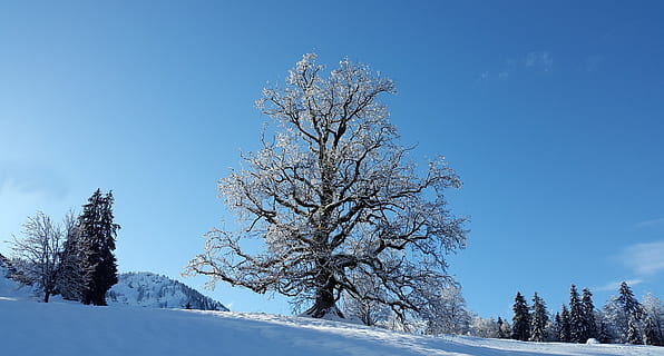 alb, leafed, copaci, timpul zilei, copac, zăpadă, iarnă, rece, îngheţ, peisaj, Alba ca Zapada, schönwetter, acoperit cu zăpadă, Allgäu, temperatura rece, plantă, scenice - natura, cer, frumusețe în natură, albastru, o scenă liniștită, natură, mediu inconjurator, pădure, teren, liniște, scenă non-urbană, îngheţat, Brad, gheaţă, nici o persoana, conifer, în aer liber, pini de pădure, 4K, CC0, domeniu public, fără drepturi de autor