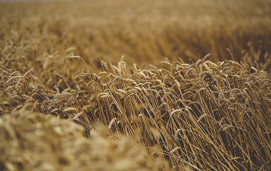 Getreidekorn, ziehen um, Wind, Natur, Müsli, Korn, Landwirtschaft, Feld, Getreidepflanze, Bauernhof, Wachstum, Land, Ernte, ländliche Szene, Pflanze, Landschaft, selektiver Fokus, Ruhe, Weizen, keine Leute, Schönheit in der Natur, Umgebung, Tag, Nahansicht, ruhige Szene, draußen, Stiel, 5K