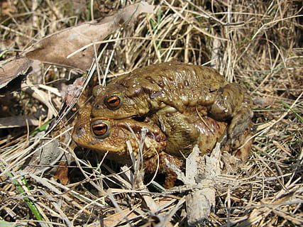 crapaud, la grenouille, marron, accouplement, amphibie, visqueux, humide, animaux, la nature, printemps, couple, amour, animal, mâle, étang, eau, chemin, en plein air, thèmes animaux, vertébré, journée, la faune des animaux, animaux à l'état sauvage, un animal, personne, fermer, poisson, champ, vue grand angle, plante, terre, aliments, se concentrer sur le premier plan, 2K, CC0, domaine public, libre de droits