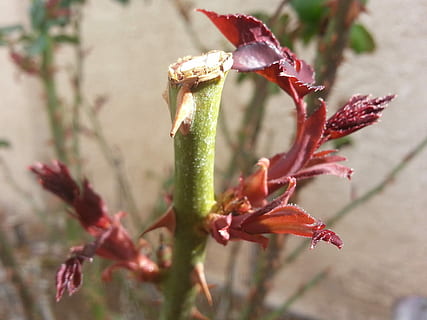 primavera, brollar, rosa, flor, planta, cap gent, vermell, naturalesa, dia, primer pla, creixement, bellesa a la natura, planta amb flors, frescor, pebrot picant, centrar-se en primer pla, menjar i beguda, pebre, menjar, espècia, a l'aire lliure, color verd, fragilitat, Xile vermell, 2K, CC0, domini públic, lliure de regalies