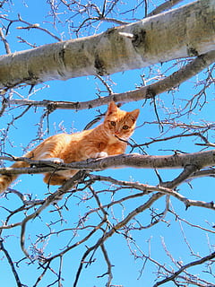 orange, tabby, kat, træ gren, blå, skyer, dagtimerne, træ, sød kat, lille, pels, pote, Spille, dyr, kæledyr, killing, indenlandske, feline, kitty, efterår, sidde fast, afdeling, jage, natur, indenlandske kat, udendørs, nuttet, dyre temaer, pattedyr, et dyr, hvirveldyr, plante, lav vinkel visning, husdyr, bare træ, ingen mennesker, dag, himmel, dyreliv, 2K, CC0, offentligt domæne, royaltyfrie