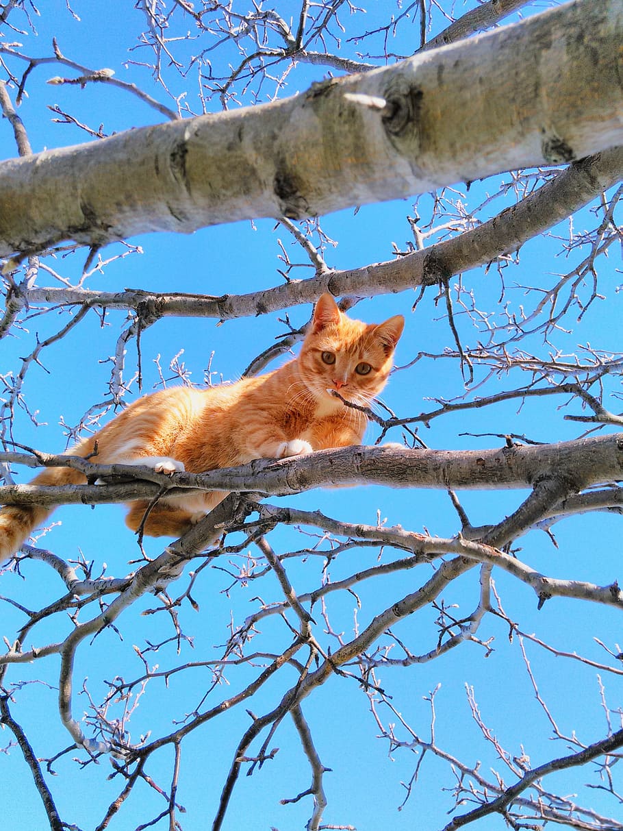 orange, tabby, kat, træ gren, blå, skyer, dagtimerne, træ, sød kat, lille, pels, pote, Spille, dyr, kæledyr, killing, indenlandske, feline, kitty, efterår, sidde fast, afdeling, jage, natur, indenlandske kat, udendørs, nuttet, dyre temaer, pattedyr, et dyr, hvirveldyr, plante, lav vinkel visning, husdyr, bare træ, ingen mennesker, dag, himmel, dyreliv, 2K