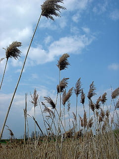 Dry, Grass, High, Wind, Movement, dry grass, sky, cloud - sky, growth, nature, outdoors, day, plant, tranquility, beauty in nature, low angle view, no people, tranquil scene, land, scenics - nature, tree, field, environment, tropical climate, landscape, timothy grass, stalk, marram grass, 1080P, CC0, public domain, royalty free