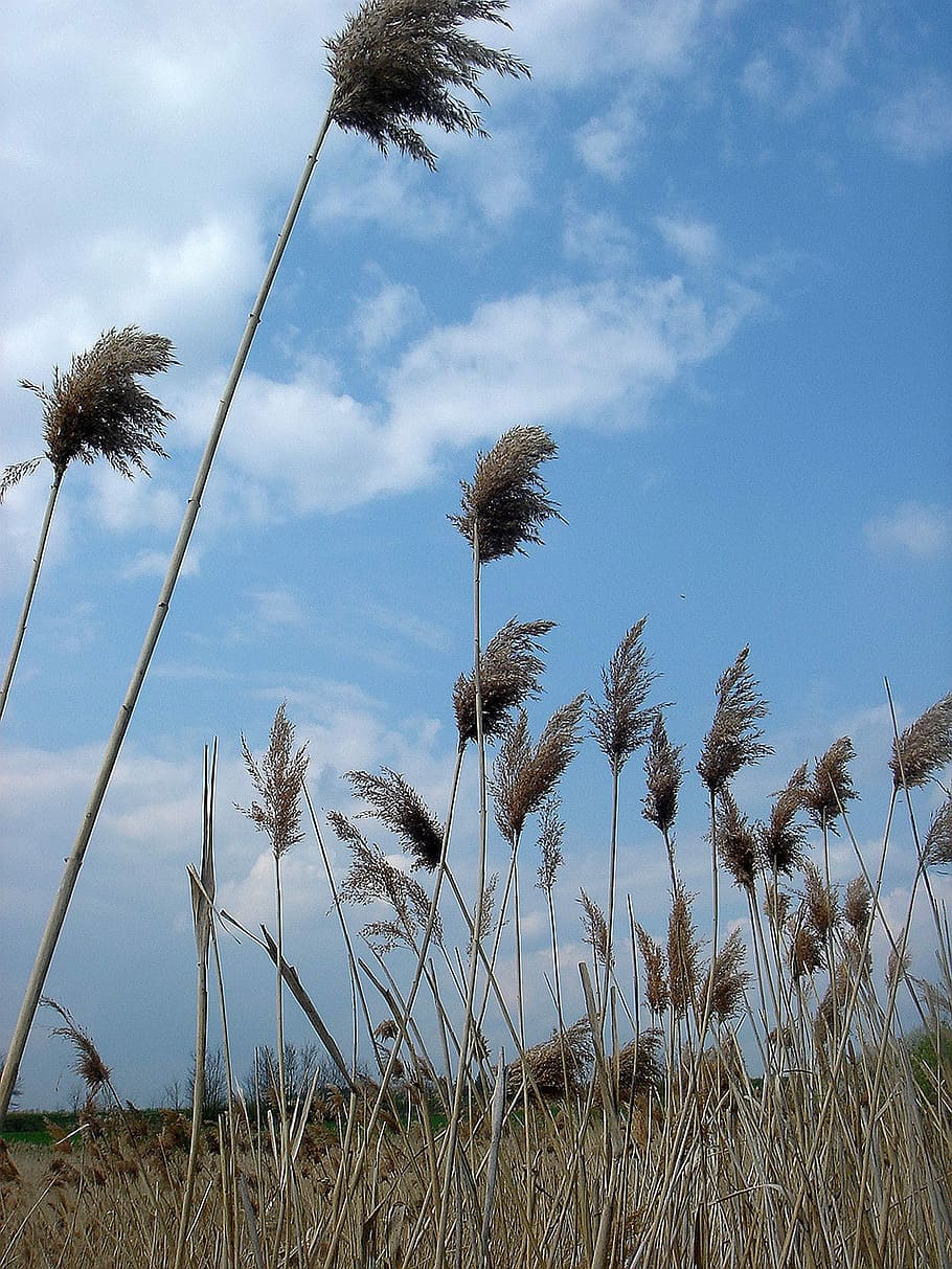 Dry, Grass, High, Wind, Movement, dry grass, sky, cloud - sky, growth, nature, outdoors, day, plant, tranquility, beauty in nature, low angle view, no people, tranquil scene, land, scenics - nature, tree, field, environment, tropical climate, landscape, timothy grass, stalk, marram grass, 1080P