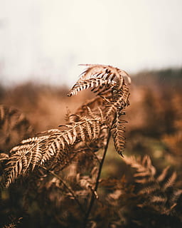 seleccionat, foto del focus, marró, sec, full, foto, planta de falguera, falguera, bosc, planta, arbre, caure, tardor, bokeh, primer pla, Canadà, New Brunswick, camp, centrar-se en primer pla, naturalesa, creixement, dia, cap gent, enfocament selectiu, a l'aire lliure, terra, bellesa a la natura, part de la planta, paisatge, tranquil·litat, cel, medi ambient, còpia espai, herba, arbre de coníferes, 4K, CC0, domini públic, lliure de regalies