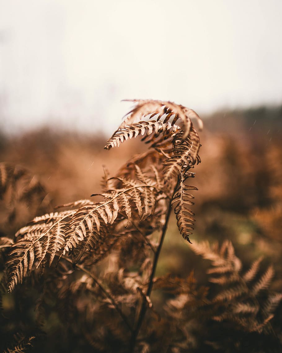 seleccionat, foto del focus, marró, sec, full, foto, planta de falguera, falguera, bosc, planta, arbre, caure, tardor, bokeh, primer pla, Canadà, New Brunswick, camp, centrar-se en primer pla, naturalesa, creixement, dia, cap gent, enfocament selectiu, a l'aire lliure, terra, bellesa a la natura, part de la planta, paisatge, tranquil·litat, cel, medi ambient, còpia espai, herba, arbre de coníferes, 4K