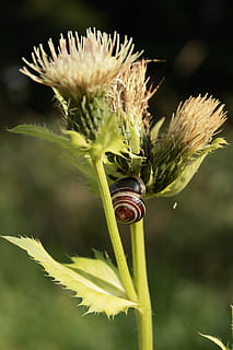 card, cargol, flor, shell, naturalesa, tancar, florir, invertebrats, full, verd, flora, planta, animals a la natura, invertebrat, insecte, fauna animal, primer pla, un animal, planta amb flors, centrar-se en primer pla, temes d'animals, creixement, bellesa a la natura, animal, vulnerabilitat, cap gent, fragilitat, dia, part de la planta, a l'aire lliure, cap de flor, sepal, 5K, CC0, domini públic, lliure de regalies
