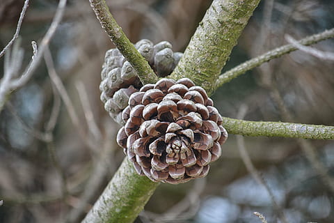 piña de pino, pino de pigne, piña, conífera, naturaleza, bosque, arboles, cono de pino, de cerca, árbol, planta, crecimiento, centrarse en primer plano, nadie, día, comida, belleza en la naturaleza, tierra, rama, comida y bebida, vegetal, al aire libre, pinácea, botánica, tronco de arbol, parte de la planta, árbol conífero, Pino, 5K, CC0, dominio público, libre de derechos