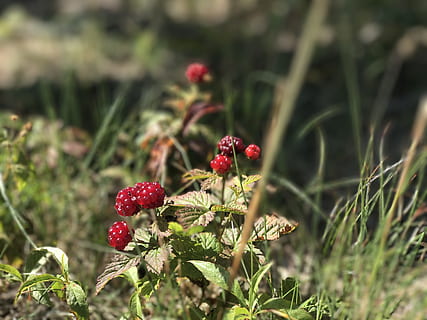 Munte, fruct, fructe roșii, mancare si bautura, alimente, plantă, creştere, boabe de fructe, roșu, mâncat sănătos, prospeţime, natură, selectiv, nici o persoana, teren, zi, camp, să se concentreze asupra primelor elemente, frumusețe în natură, a închide, parte a plantelor, frunze, în aer liber, copt, 4K, CC0, domeniu public, fără drepturi de autor