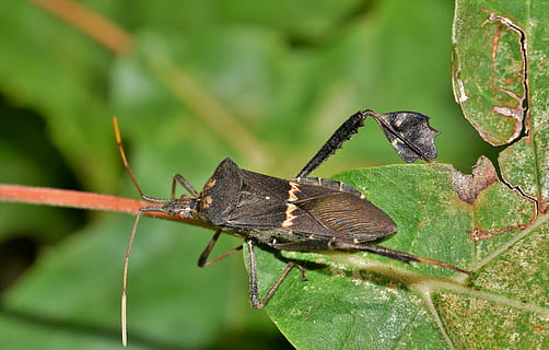 gândac, frunze de foi, citron bug, insectă, insectă zburatoare, insectă înțepată, insectoidă, creatură, animal, natură, a închide, frunze, biologie, entomologie, artropod, leptoglossus, Coreidae, animale tematice, animale sălbatice, nevertebrat, animale în sălbăticie, parte a plantelor, un animal, plantă, zi, nici o persoana, Culoarea verde, animal aripă, să se concentreze asupra primelor elemente, în aer liber, fluture - insectă, 5K, CC0, domeniu public, fără drepturi de autor