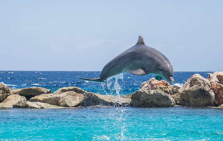 dofí, saltant, aigua, aquari, saltar, peix, animal, oceà, la vida, mar, marí, blau, mamífer, vida salvatge, aquàtics, salvatge, naturalesa, nedar, diversió, piscina, juganer, humit, fin, jugant, espectacle, animals a la natura, fauna animal, temes d'animals, un animal, mamífer aquàtic, sota l'aigua, rock - object, horitzó sobre l’aigua, horitzó, cap gent, rock, cel, la vida marina, a l'aire lliure, 2K