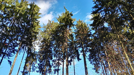 forest, tree, view, sky, from the bottom of the, light, spring, nature, landscape, autumn, plant, low angle view, growth, beauty in nature, tranquility, no people, tranquil scene, day, tall - high, outdoors, scenics - nature, land, trunk, sunlight, tree trunk, green color, coniferous tree, tree canopy, 4K, CC0, public domain, royalty free