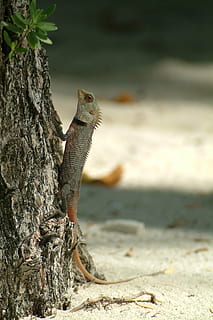 Eidechse, Gecko, Malediven, Tierthemen, ein Tier, Tierwelt, Tier, Tiere in freier Wildbahn, Wirbeltier, Natur, Reptil, Fokus auf den Vordergrund, keine Leute, Tag, Land, Nahansicht, draußen, Sonnenlicht, Seitenansicht, selektiver Fokus, Baumstamm, Baum, Leguan, Profilansicht, 2K, CC0, gemeinfrei, lizenzfrei