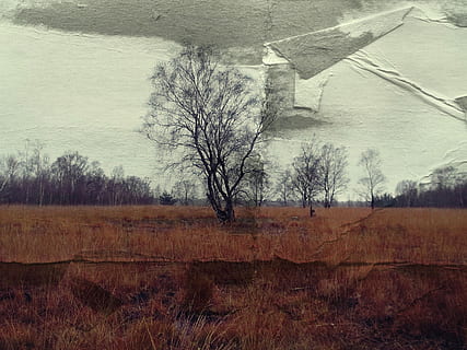 kahl, Baum, Rasenplatz, Papier-, Verschleierung, Hintergrund, Winter, Landschaft, alt, Feld, Natur, kahler Baum, Pflanze, Himmel, keine Leute, Land, Umgebung, Ruhe, ruhige Szene, die Architektur, Tag, Schönheit in der Natur, gebaute Struktur, draußen, Ast, Szenen - Natur, Nicht-städtische Szene, digitaler Verbund, 2K, CC0, gemeinfrei, lizenzfrei