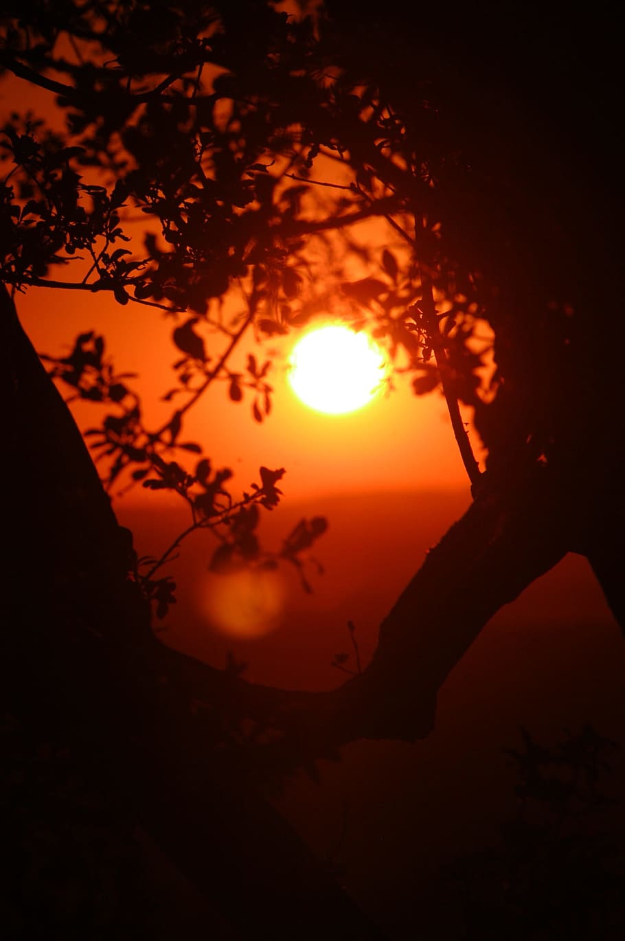 paisatge, posta de sol, eventide, cel, bellesa a la natura, color taronja, silueta, sol, escenics - natura, tranquil·litat, arbre, escena tranquil·la, planta, naturalesa, branca, idíl·lic, llum solar, a l'aire lliure, cap gent, núvol - cel, vista d’angle baix, escena no urbana, eclipsi, 1080P