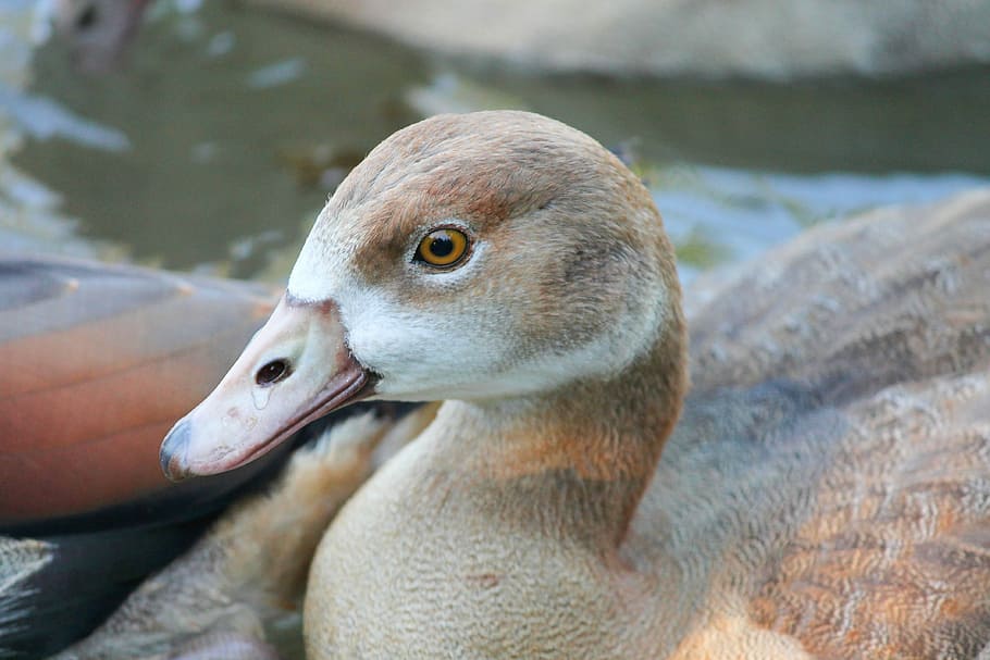 marró, ànec, cos, aigua, nilgans, jove, pollets, ocell aquàtic, animal, oca, naturalesa, salvatge, riu, ocell, oca salvatge, aus de corral, factura, alopochen aegyptiacus, món animal, plomatge, nedar, animal jove, fotografia de fauna salvatge, ploma, aigües, schwimmvogel, temes d'animals, fauna animal, animals a la natura, vertebrats, part del cos dels animals, un animal, primer pla, bec, centrar-se en primer pla, cap gent, cap d’animals, dia, retrat, vista del perfil, 4K