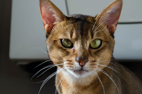 การถ่ายภาพเอียงกะเลนส์, สีน้ำตาล, แมว, แมว Abyssinian, หัว, ใบหน้า, แมโคร, ใกล้ชิด, มอง, ในประเทศ, สัตว์เลี้ยง, เลี้ยงลูกด้วยนม, ขน, ของแมว, ภาพเหมือน, สัตว์, เครา, จมูก, ตา, แมวบ้าน, ธีมสัตว์, สัตว์หนึ่งตัว, มัสสุ, มีกระดูกสันหลัง, ส่วนของร่างกายสัตว์, ในบ้าน, หัวสัตว์, ไม่มีคน, มองที่กล้อง, มุ่งเน้นไปที่เบื้องหน้า, ตาสัตว์, แมวลาย, ตาเหลือง, 2K, CC0, โดเมนสาธารณะ, ค่าลิขสิทธิ์ฟรี