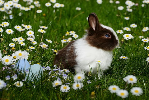 hvid, sort, kanin, blomster, dagtimerne, påske, pattedyr, Påske hare, dyr verden, i, hare, dværgkanin, god påske, forår, pels, græs, nuttet, siv, gnaver, nager, dyr, blomst, et dyr, dyre temaer, natur, husdyr, dag, plante, udendørs, blomstrende plante, kanin - dyr, ingen mennesker, daisy, friskhed, skønhed i naturen, Mark, selektiv fokusering, jord, dyreliv, hvirveldyr, 2K, CC0, offentligt domæne, royaltyfrie