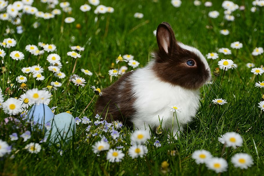 blanc, negre, conill, flors, durant el dia, Pasqua, mamífer, conill de Pasqua, món animal, a la pàgina, llebre, conill nan, Feliç Pasqua, primavera, pell, herba, bonic, pressa, rosegador, nager, animal, flor, un animal, temes d'animals, naturalesa, animals domèstics, dia, planta, a l'aire lliure, planta amb flors, conill - animal, cap gent, margarida, frescor, bellesa a la natura, camp, enfocament selectiu, terra, fauna animal, vertebrats, 2K