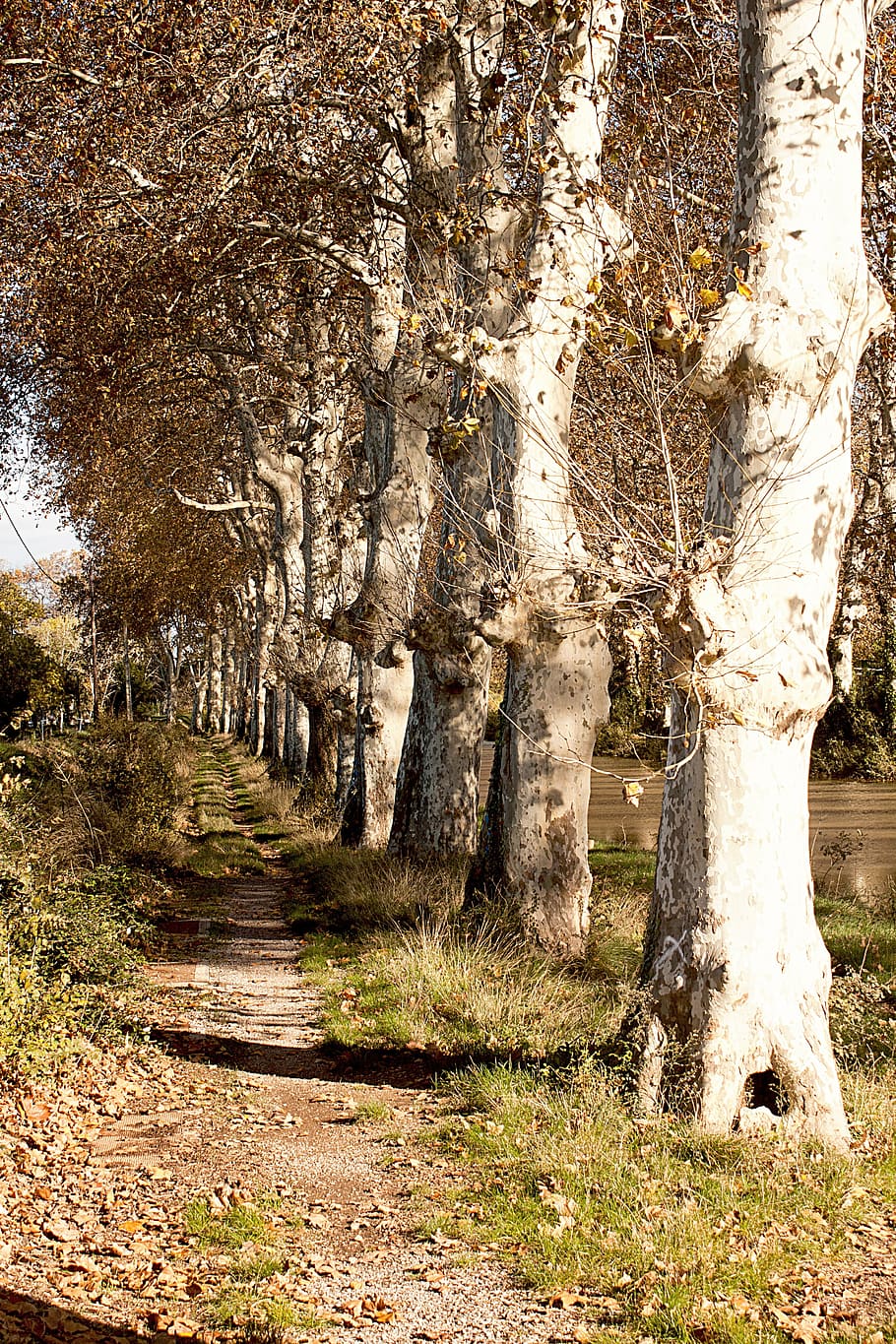 arbres, naturalesa, arbre vell, vertical, llum, fulla d'arbre, camp, fullatge, arbre, bosc, a l'aire lliure, full, tardor, temporada, sendera, paisatge, planta, dia, cap gent, bellesa a la natura, tranquil·litat, terra, creixement, tronc de l'arbre, tronc, escenics - natura, escena tranquil·la, el camí a seguir, en fila, llum solar, escena no urbana, treelined, 4K