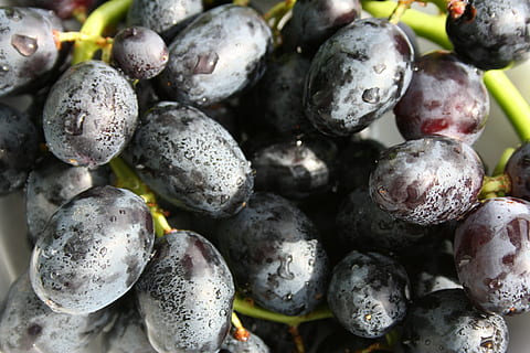Trauben, Obst, schwarz, Essen und Trinken, gesundes Essen, Lebensmittel, Wohlbefinden, Vollbild, Frische, Nahansicht, keine Leute, Hintergründe, Stillleben, Beerenfrucht, Natur, große gruppe von gegenständen, Tag, Blaubeere, Fokus auf den Vordergrund, fallen, selektiver Fokus, draußen, reif, lila, 2K, CC0, gemeinfrei, lizenzfrei