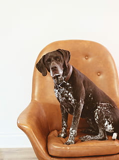 pelo corto, nero, bianca, cane, arancia, poltrona in pelle, grande, seduta, gsp, puntatore a pelo corto tedesco, pointer, sedia in pelle, un animale, mammifero, domestico, animali domestici, canino, temi animali, animale, in casa, vertebrato, nessuno, Marrone, rilassamento, colore nero, analizzare, cercare, guardare, avvicinamento, giorno, legno - materiale, 2K, CC0, dominio pubblico, privo di copyright