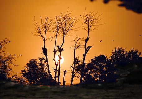 bayangan hitam, celana, matahari terbenam, backlit, burung-burung, awan, gelap, senja, malam, jam emas, pemandangan, alam, di luar rumah, indah, siluet, langit, matahari, sinar matahari, pohon, menanam, satu orang, penuh, kedudukan, warna oranye, kegiatan waktu luang, keindahan di alam, gaya hidup, anak muda, orang sungguhan, tanah, pohon telanjang, ketenangan, lengan manusia, lengan terangkat, wanita cantik, gaya rambut, 4K, CC0, domain publik, bebas royalti