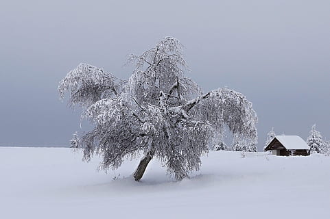 bjerge, vinter, sne, træ, landskab, snedækket, natur, jullandskab, hvid, Frosset, fred, tag, ensomhed, malmbjerge, Tjekkiet, koldtemperatur, frost, is, sæson, udendørs, scenics, rolig scene, ikke-urbane scene, himmel, landlige scene, landskaber, Skov, skønhed i naturen, kold temperatur, ingen mennesker, jord, miljø, scenics - natur, plante, ro, bjerg, hvid farve, nåletræ, fyrretræ, snedækket bjerg, eviggrønne træ, fyrreskov, 2K, CC0, offentligt domæne, royaltyfrie