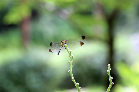 naturaleza, bosque, insectos, libélula, paisaje, parque, arboreto, descanso, afijo, Makro, centrarse en primer plano, animales en la naturaleza, fauna animal, temas de animales, planta, de cerca, animal, un animal, invertebrado, insecto, día, nadie, crecimiento, belleza en la naturaleza, color verde, ala animal, al aire libre, flor, cabeza de flor, mariposa - insecto, polinización, 5K, CC0, dominio público, libre de derechos