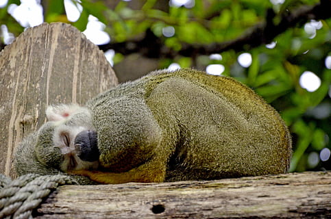 Capuchin, abe, herr nilsson, capuchin abe, äffchen, dyr, nuttet, Capuchins, søvn, træ, dyre temaer, pattedyr, et dyr, dyreliv, dyr i naturen, træ - materiale, ingen mennesker, afdeling, plante, lempelse, natur, hvirveldyr, dag, koala, fokus på forgrunden, sovende, hvilende, udendørs, planteædende, 4K, CC0, offentligt domæne, royaltyfrie