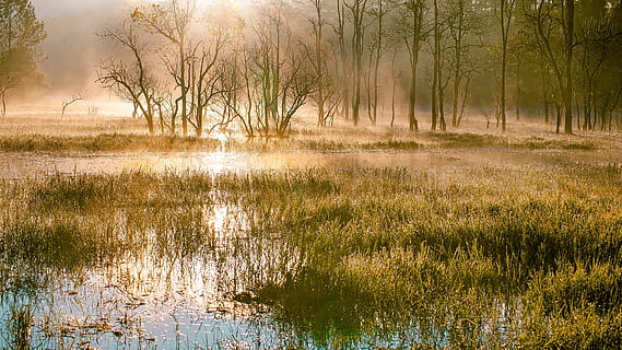 arbres verds, pantans, paisatge, arbre, il·luminació, bellesa, aigua, bellesa a la natura, planta, naturalesa, escenics - natura, medi ambient, tranquil·litat, llac, terra, bosc, reflexió, cap gent, zones humides, escena tranquil·la, boira, escena no urbana, pantà, sol, a l'aire lliure, 2K, CC0, domini públic, lliure de regalies